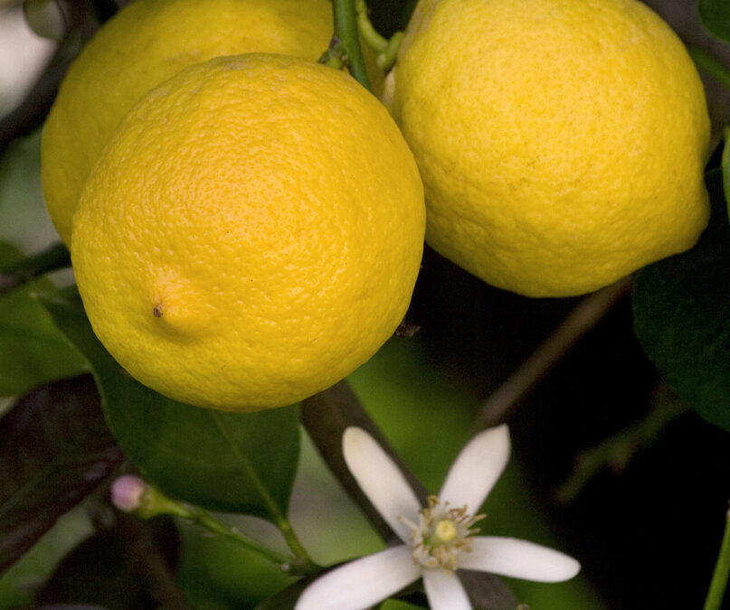 Limone: un arbusto vigoroso tutto l’anno.