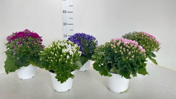 Senecio cineraria - Image 3