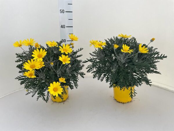 Euryops - immagine 4