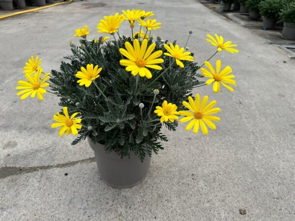 Euryops - immagine 5