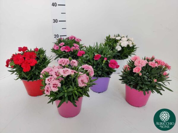 Dianthus caryophyllus - Image 5