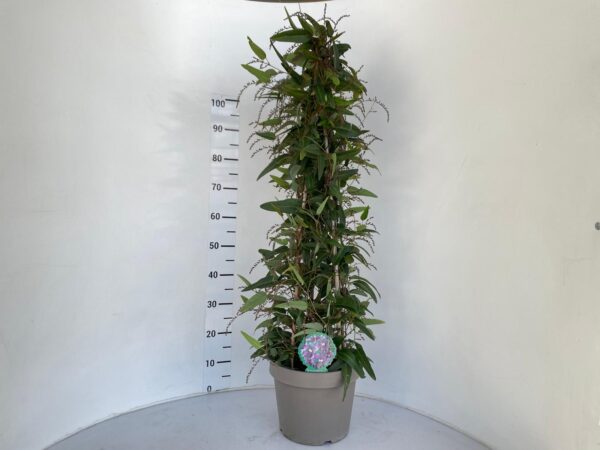 Handerbergia - Image 3