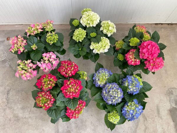 Hydrangea - Image 3