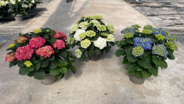 Hydrangea - Image 4