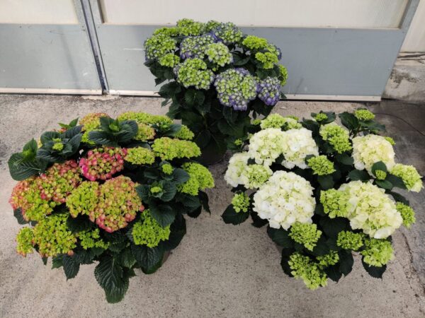 Hydrangea - Image 5
