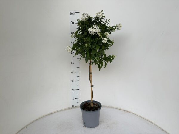 Solanum jasminoides - Image 4