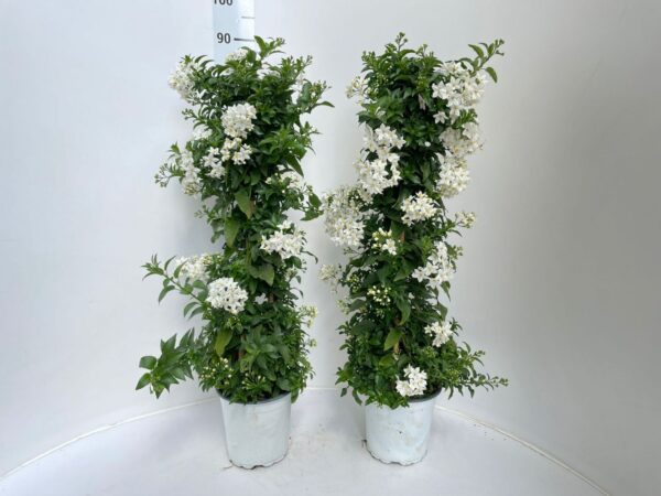 Solanum jasminoides - Image 5
