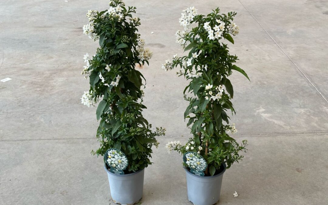 Guida rapida alle rampicanti Auricchio & Sons