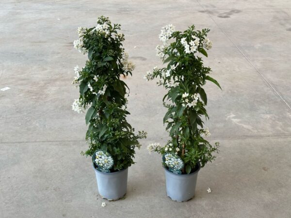 Solanum jasminoides - Image 6