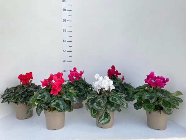 Cyclamen - Image 4