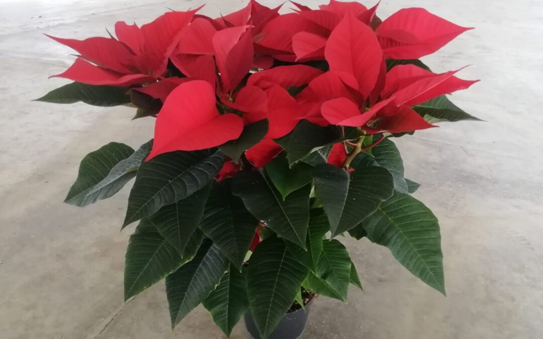 Coltivazione & tecnica: la Poinsettia Auricchio & Sons