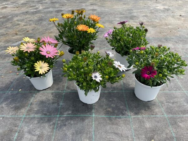 Osteospermum - Image 3
