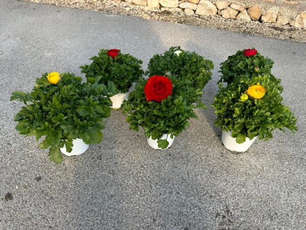 Ranunculus asiaticus - Image 3