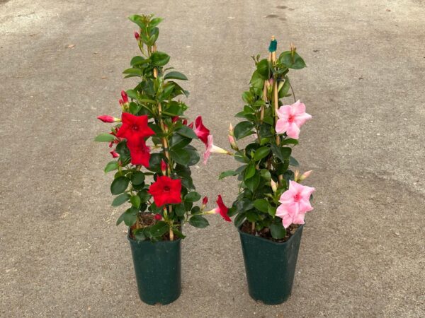 Mandevilla x hybrid - Image 11