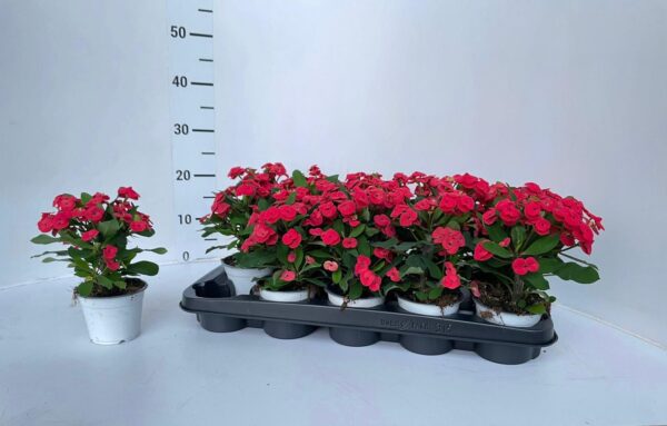 Euphorbia - Image 7