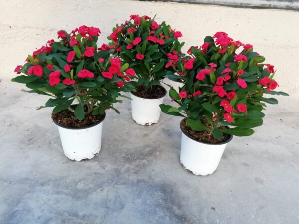 Euphorbia - Image 8