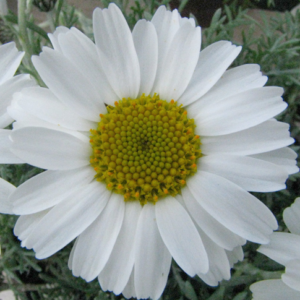 Rhodanthemum
