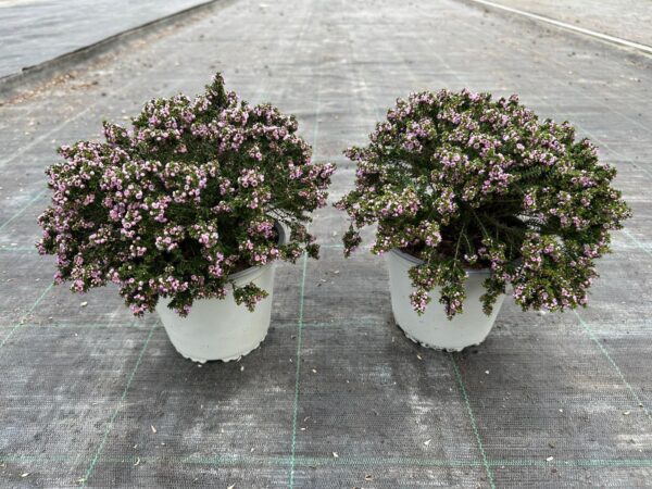 Thryptomene - immagine 4