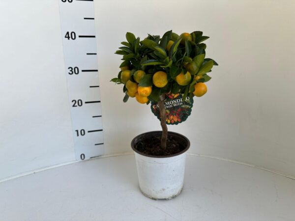Citrus mitis (calamondin) - Image 2