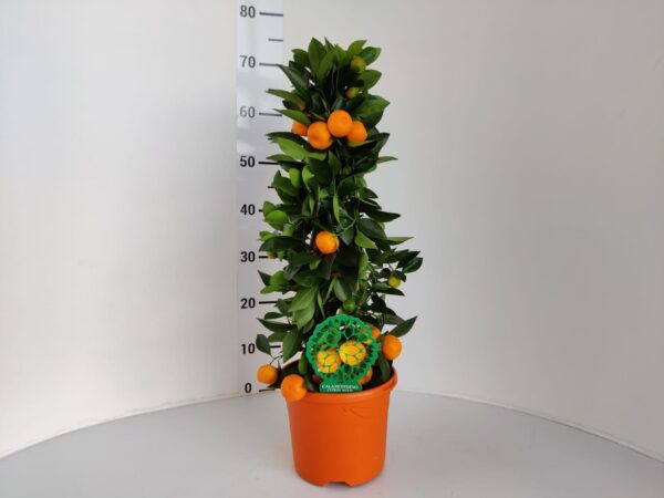 Citrus mitis (calamondin) - Image 3