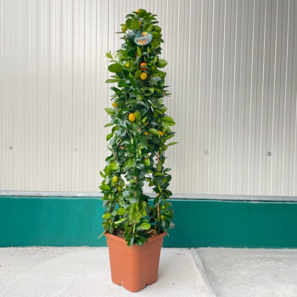 Citrus mitis (calamondin) - Image 4