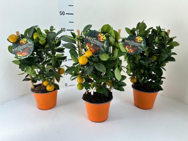 Citrus mitis (calamondin) - Image 5