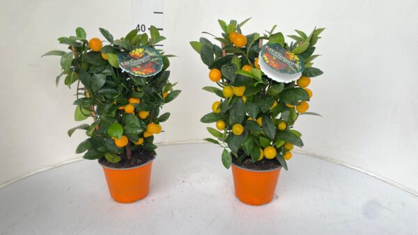 Citrus mitis (calamondin) - Image 6
