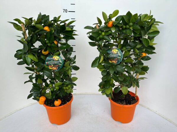 Citrus mitis (calamondin) - Image 7