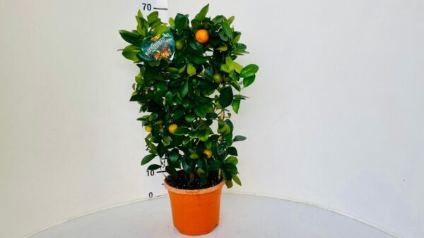 Citrus mitis (calamondin) - Image 8