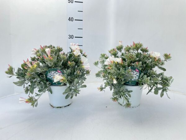 Convolvulus cneorum - Image 2