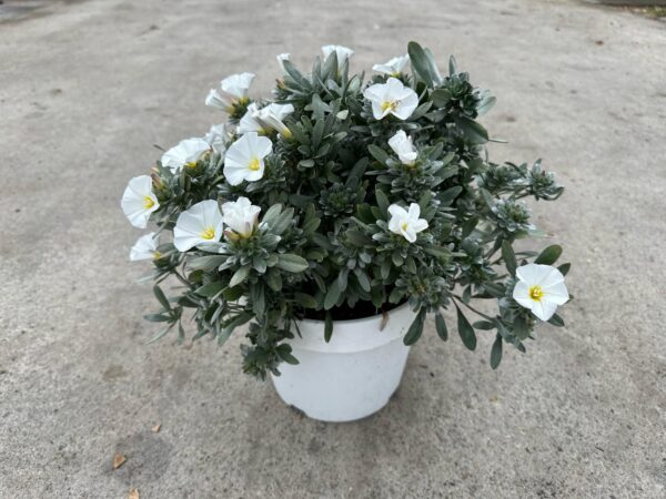 Convolvulus cneorum - Image 3