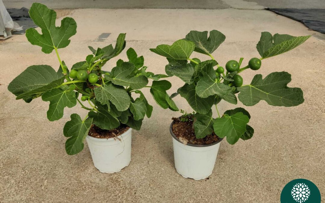 Auricchio Excellence: ficus carica.