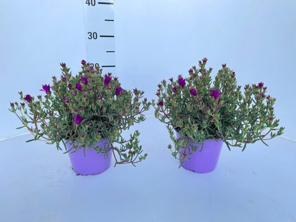 Lampranthus - Image 3