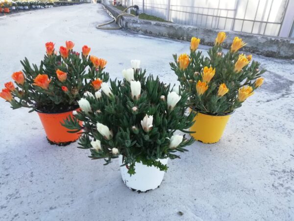 Lampranthus - Image 2