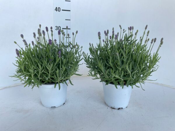 Lavandula angustifolia - Image 2