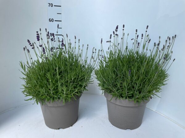Lavandula angustifolia - Image 3