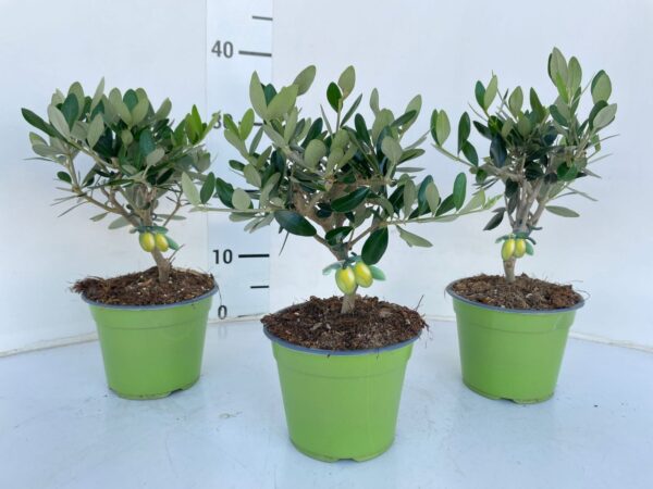 Olea europaea - Image 4