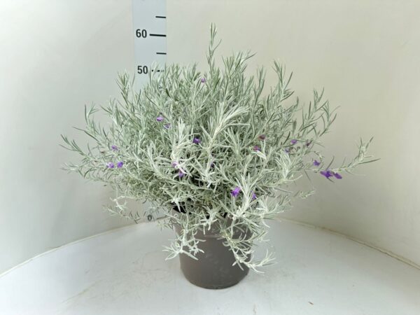 Eremophila nivea - immagine 3
