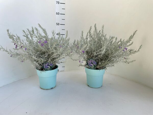Eremophila nivea - immagine 2