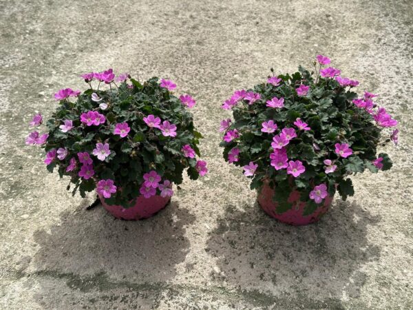 Erodium - Image 2