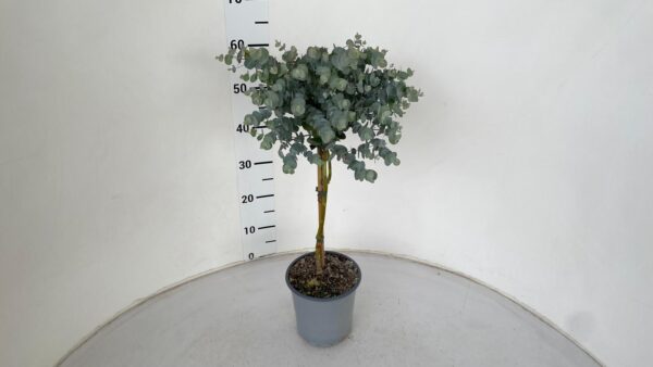 Eucalyptus - Image 2