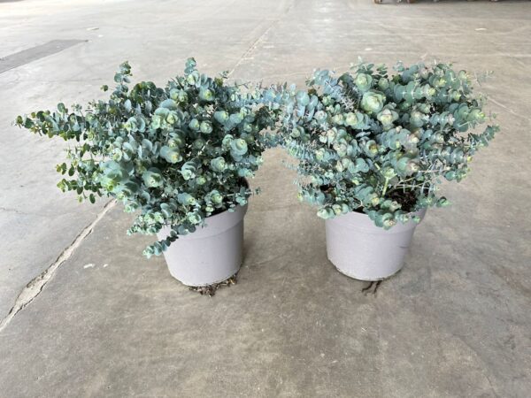Eucalyptus - Image 3