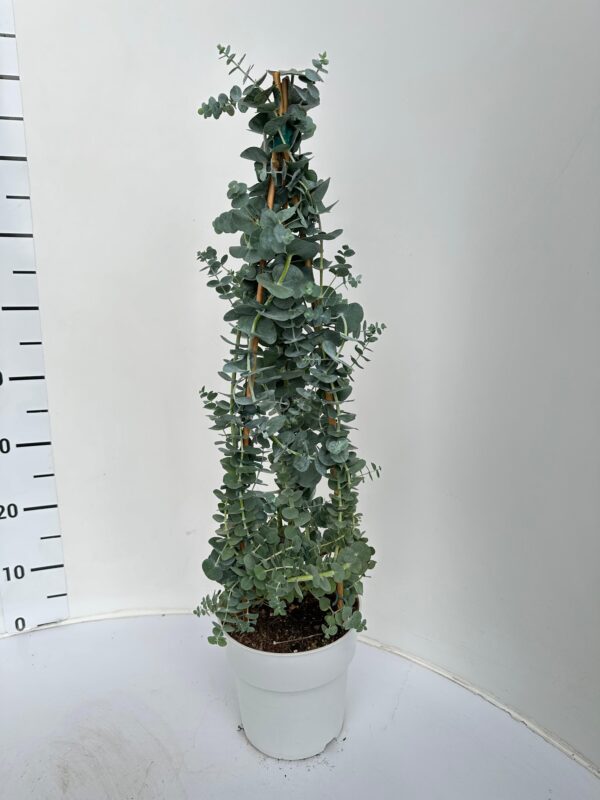 Eucalyptus - Image 4