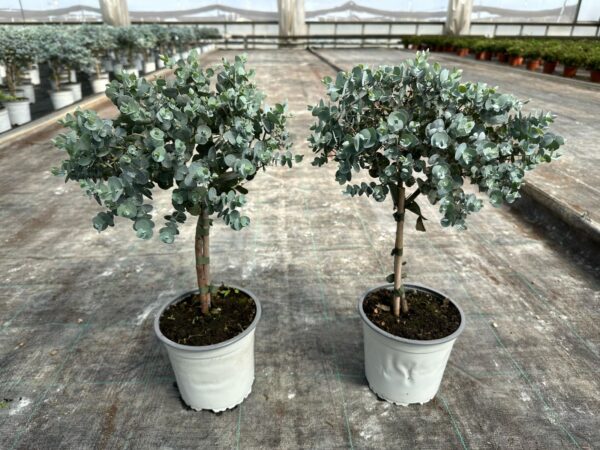 Eucalyptus - Image 5