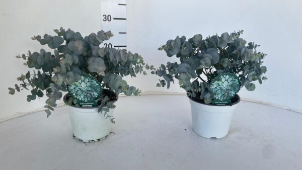 Eucalyptus - Image 6