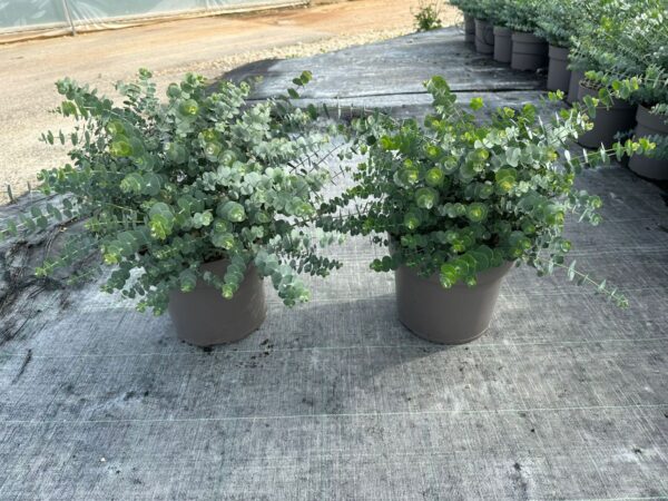 Eucalyptus - Image 7
