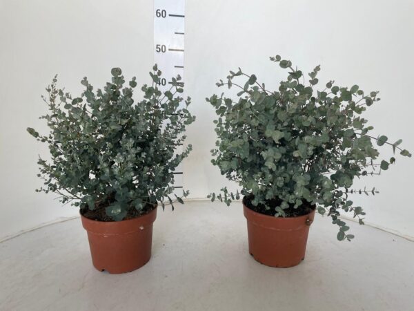 Eucalyptus - Image 8