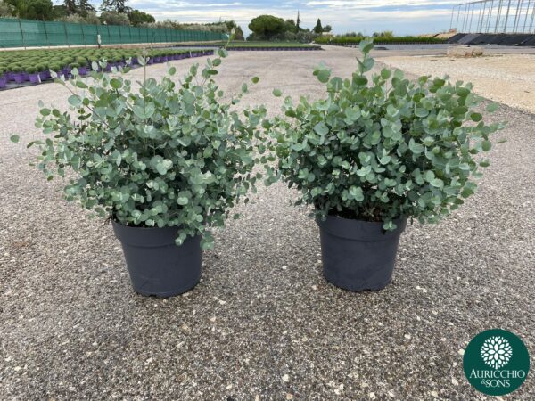Eucalyptus - Image 10