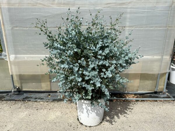 Eucalyptus - Image 11