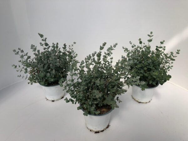 Eucalyptus - Image 12